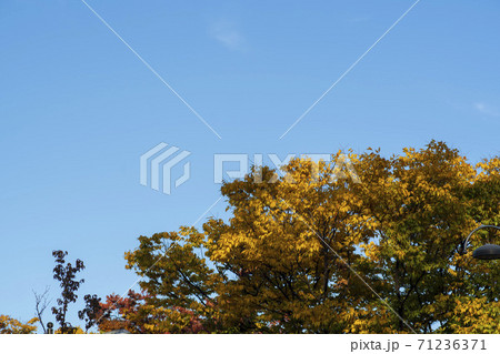 紅葉 秋 葉っぱ 71236371
