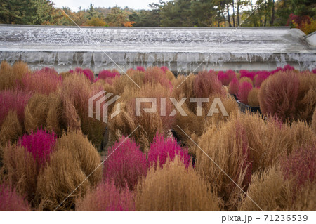 安山市 秋 植物 71236539
