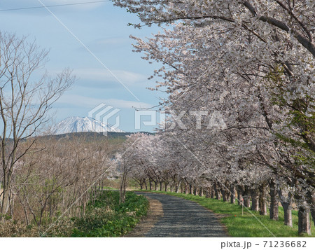 堀株川の桜並木 堀株川の桜並木 71236682