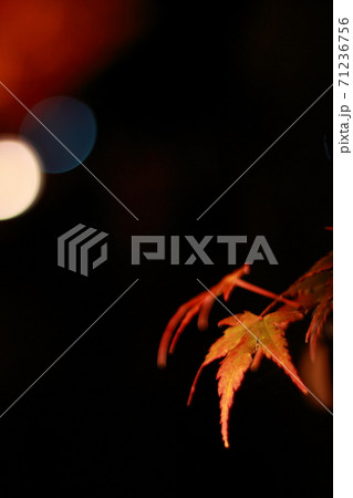 夜の紅葉 71236756
