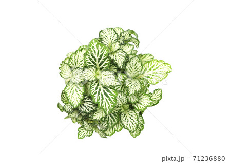 Fittonia albivenis plant isolated top view 71236880