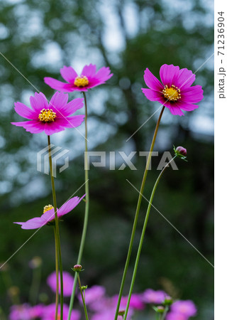 秋桜 秋桜 71236904