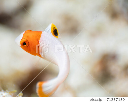 ダイビング　幼魚 71237180