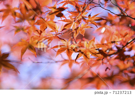紅葉を見上げる(逆光 ネガフィルム調) 紅葉を見上げる(逆光 ネガフィルム調) 71237213