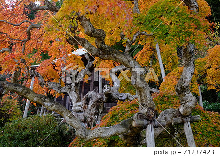 枝垂れ紅葉 71237423