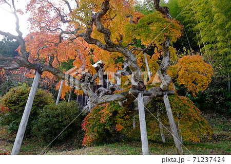 中釜戸のシダレモミジ 71237424