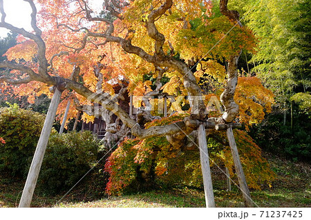 シダレモミジ 71237425