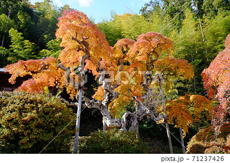 中釜戸のシダレモミジ 71237426