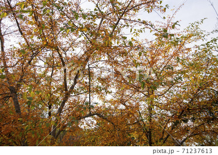 紅葉 秋 葉っぱ 71237613