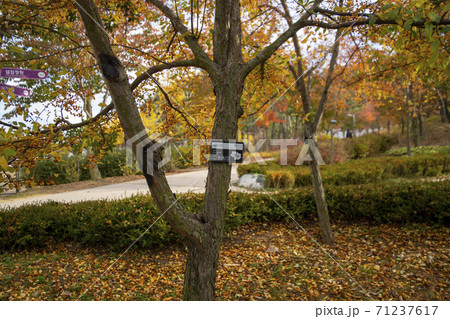 紅葉 風景 葉 71237617
