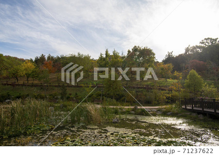 紅葉 安山市 風景 71237622