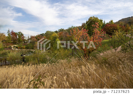 紅葉 安山市 風景 71237625