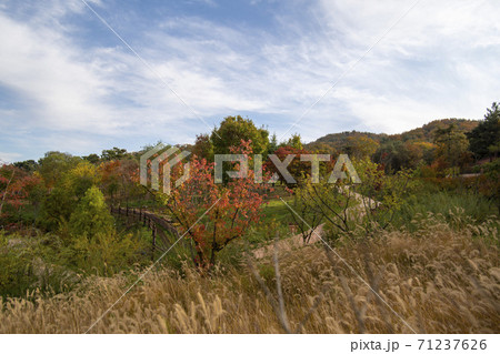 紅葉 風景 空 71237626