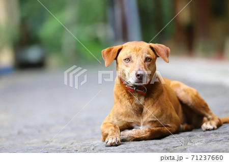 犬 狗 わんこ 71237660