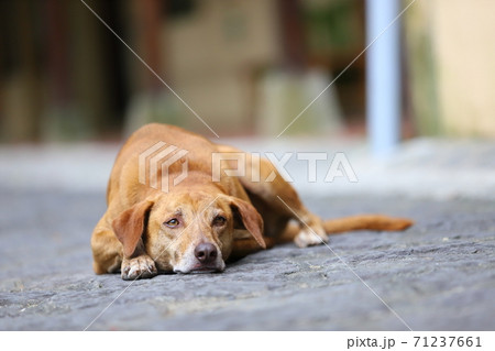 犬 狗 わんこ 71237661