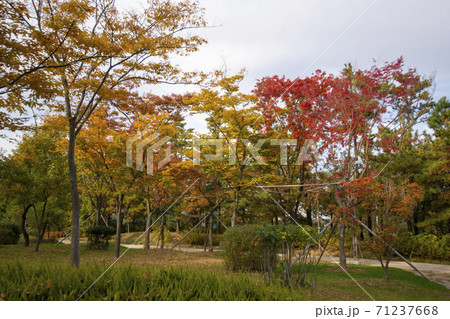 紅葉 風景 木 71237668