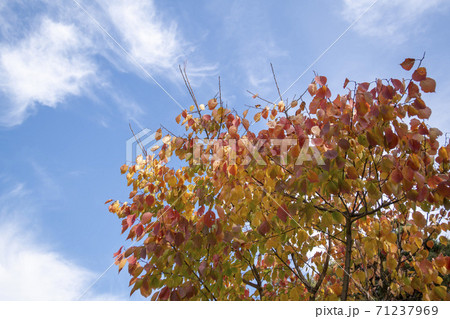 紅葉 秋 葉っぱ 71237969