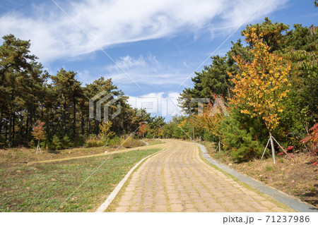紅葉 安山市 風景 71237986