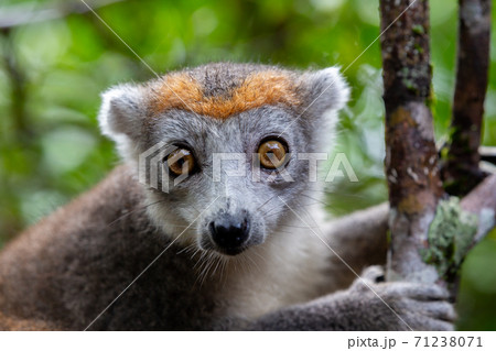 A crown lemur on a tree in the rainforest of Madagascar 71238071