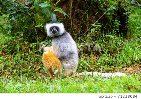 A diademed sifaka in its natural environment in the rainforest on the island of Madagascar A diademed sifaka in its natural environment in the rainforest on the island of Madagascar 71238084