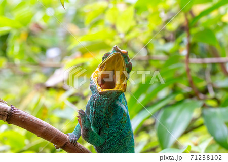 A chameleon on a branch in the rainforest of Madagascar A chameleon on a branch in the rainforest of Madagascar 71238102
