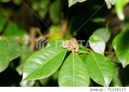 Colorful chameleon in a close-up in the rainforest in Madagascar 71238115