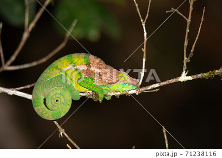 Colorful chameleon in a close-up in the rainforest in Madagascar 71238116
