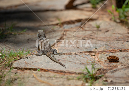 Colorful chameleon in a close-up in the rainforest in Madagascar 71238121