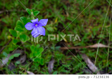 A purple native flower of the island of Madagascar 71238136