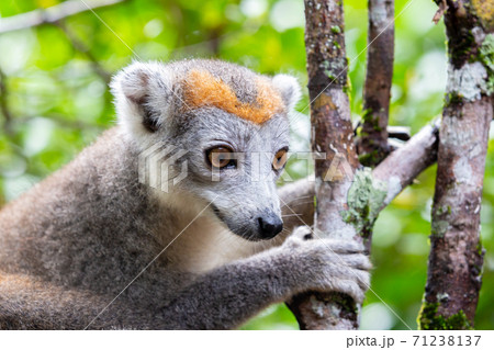 A crown lemur on a tree in the rainforest of Madagascar 71238137