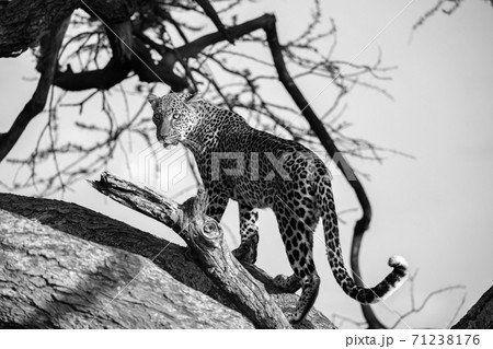 A leopard is walking up and down the tree on its branches A leopard is walking up and down the tree on its branches 71238176