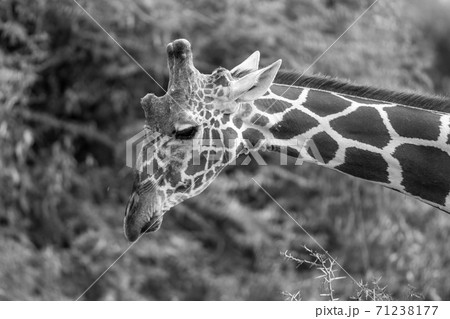 The face of a giraffe in close-up 71238177