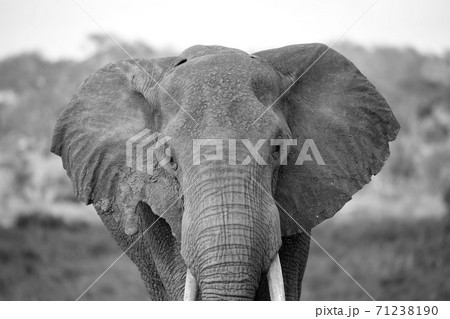 The face of a red elephant taken up close 71238190