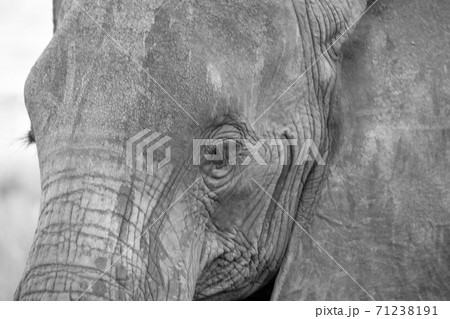 The face of a red elephant taken up close The face of a red elephant taken up close 71238191