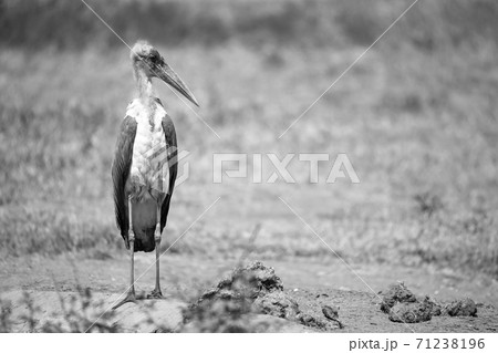 A marabou bird in the savanna with red soil 71238196