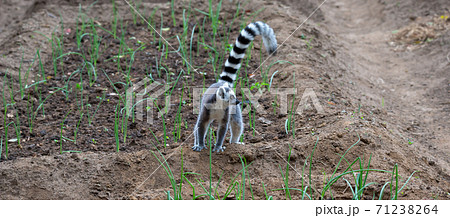 A ring-tailed lemur hops around in the fields of the locals A ring-tailed lemur hops around in the fields of the locals 71238264