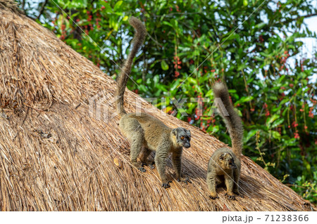 Two lemurs play on the thatched roof of a house 71238366