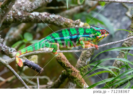 A chameleon moves along a branch in a rainforest in Madagascar A chameleon moves along a branch in a rainforest in Madagascar 71238367