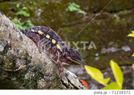 A chameleon moves along a branch in a rainforest in Madagascar 71238372