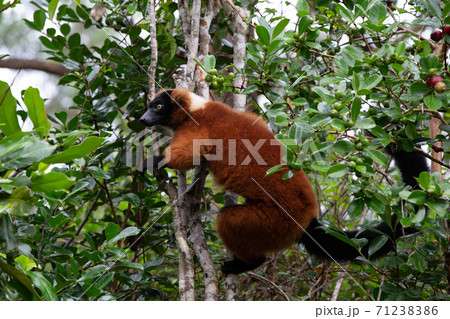 A red Vari Lemur sits on a branch of a tree A red Vari Lemur sits on a branch of a tree 71238386