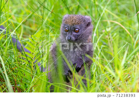 A bamboo lemur between the tall grass looks curious A bamboo lemur between the tall grass looks curious 71238393