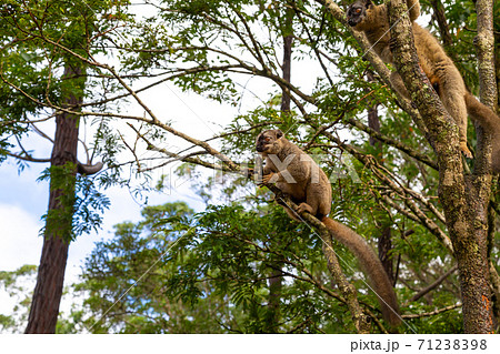 Funny bamboo lemurs on a tree branch watch the visitors 71238398