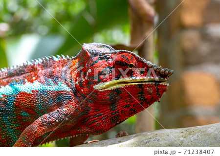 Colorful chameleon on a branch in a national park on the island of Madagascar Colorful chameleon on a branch in a national park on the island of Madagascar 71238407