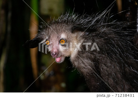 The rare Aye-Aye lemur that is only nocturnal 71238431