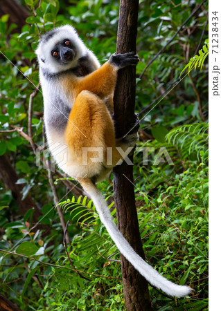 A diademed sifaka in its natural environment in the rainforest on the island of Madagascar A diademed sifaka in its natural environment in the rainforest on the island of Madagascar 71238434