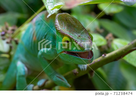 A chameleon moves along a branch in a rainforest in Madagascar 71238474
