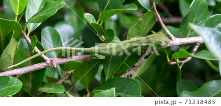 A chameleon moves along a branch in a rainforest in Madagascar A chameleon moves along a branch in a rainforest in Madagascar 71238485