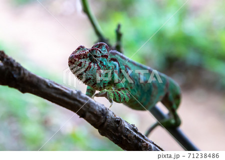 A chameleon moves along a branch in a rainforest in Madagascar A chameleon moves along a branch in a rainforest in Madagascar 71238486