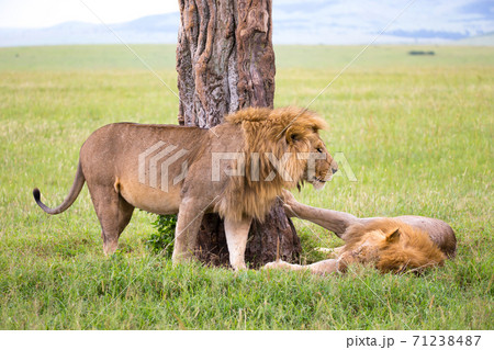 Two big lions show their emotions to each other in the savanna of Kenya Two big lions show their emotions to each other in the savanna of Kenya 71238487