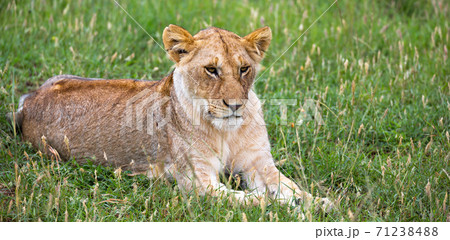 The portrait of a lioness, she lies in the grass in the savannah The portrait of a lioness, she lies in the grass in the savannah 71238488